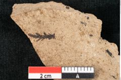 Foto (Detailansicht) von Sequoia couttsiae Heer (NHMW-GEO-2024-0188-8257)
